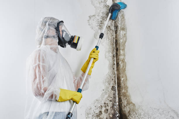Best Toxic Mold Removal  in Fremont, NC