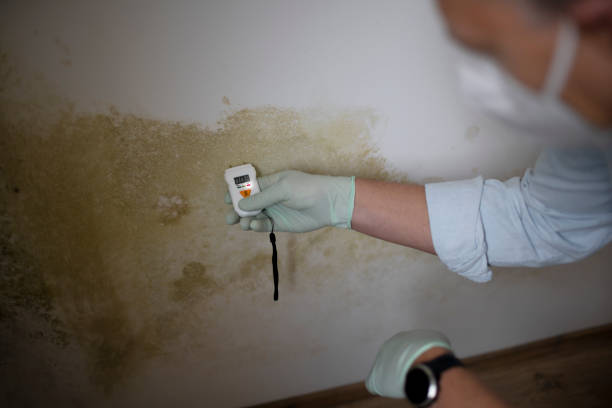 Best Mold Cleaning Services  in Fremont, NC