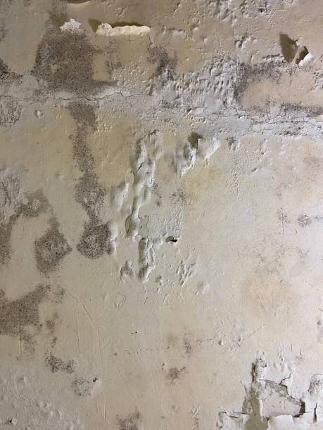 Mold Testing and Removal in Fremont, NC