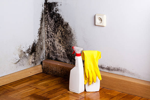Best Mold Remediation Services  in Fremont, NC